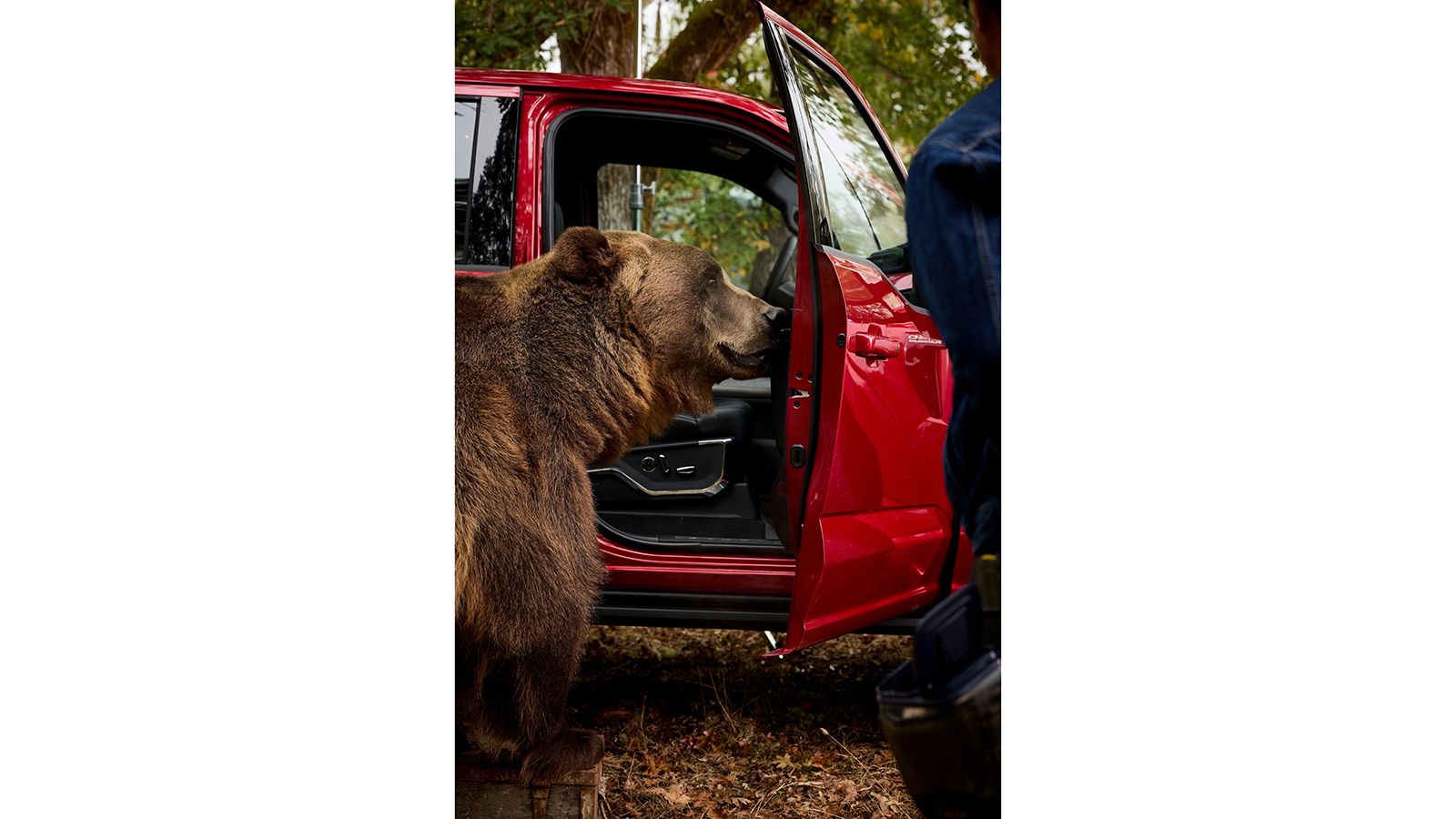 Η Ford προσέλαβε μια αρκούδα 360 κιλών για να «σπάσει» το νέο F-150!